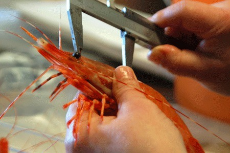 A biologist measures the length of a jumbo spot shrimp