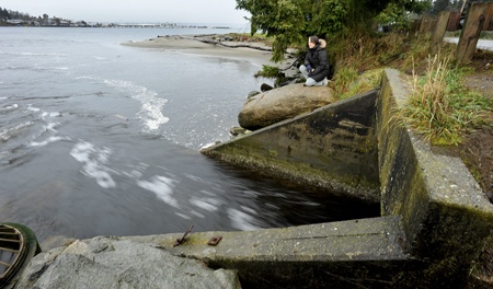 Naomi Maasberg of Stillwaters Environmental Education Center watches water gush from the Carpenter Creek estuary into Apple Tree Cove. An effort has been underway since 2001 to replace the narrow culvert with a bridge.