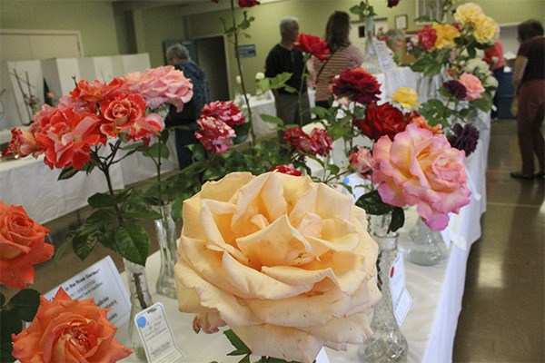 Roses are displayed for the June 29 Kitsap Rose Society show. Between 25-30 gardeners from across the county participated in the show.