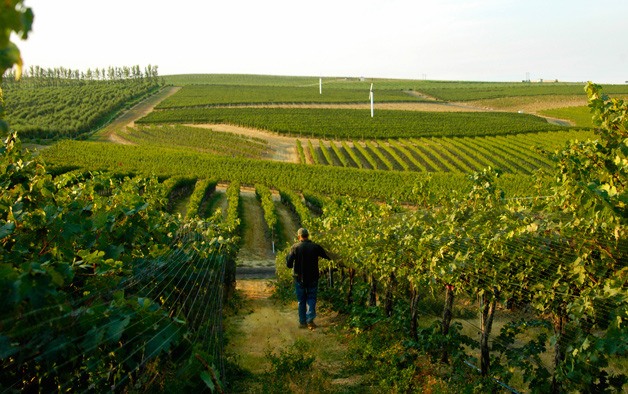 Winemaker Jean-François Pellet walks through Pepper Bridge Vineyard in Washington’s Walla Walla Valley.