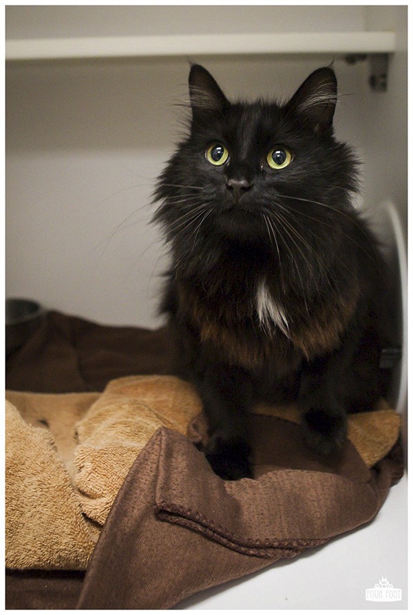 Swan is one of more than 30 black cats available for adoption at the Kitsap Humane Society.
