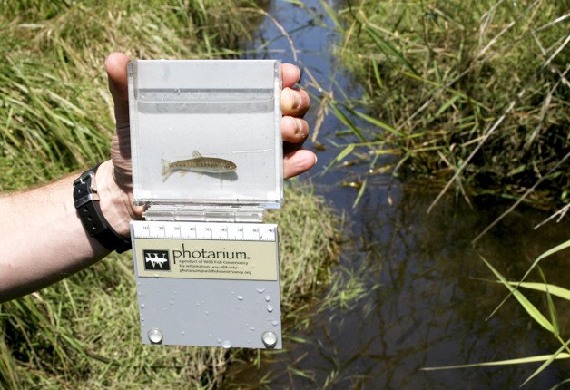 Jamie Glasgow of the Wild Fish Conservancy displays a juvenile trout – likely a cutthroat – netted in a incorrectly mapped section of Finn Creek in Hansville. Stream stretches misplaced on state maps may not be protected.