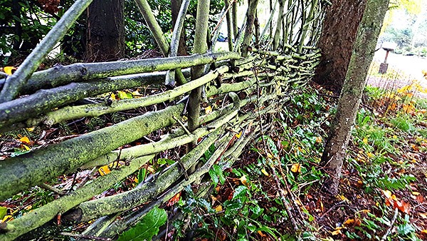 Branches were weaved around posts to create this wattle fence.