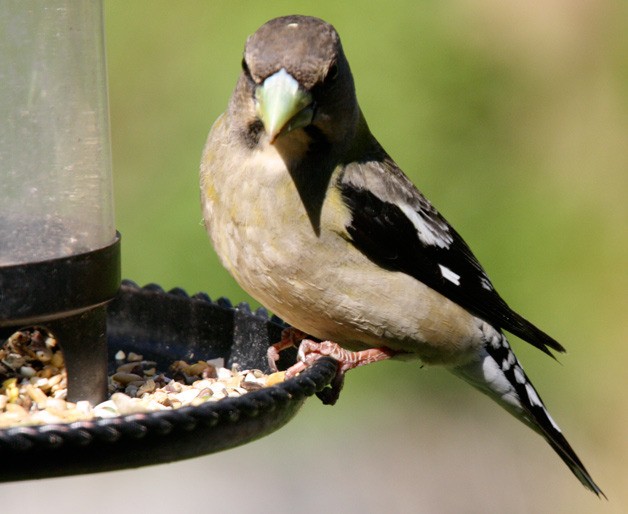A Black-headed Grosbeak. Climate change is the No. 1 threat to birds according to the National Audubon Society.