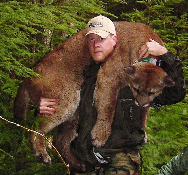 Cougar expert Brian Kertson holds a large sedated cougar on his shoulders.