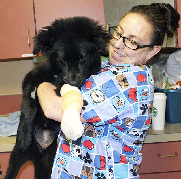 Kitsap Humane Society Veterinary Assistant Stephanie Martin holds Fiesta