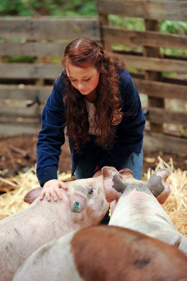 Kingston High freshman Tatianna Finch pets one of her pigs Wednesday in Hansville. Finch and other students in the North Kitsap School District's Future Farmers of America program will auction their animals at the Kitsap County Fair Aug. 28 in East Bremerton.