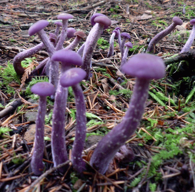 Mushrooms such as these laccaria amethysteo occidentalis