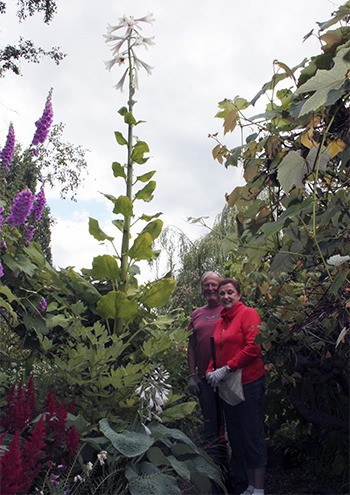 Ron Gillespie and Joyce Merkel stand in the garden with the giant lily.