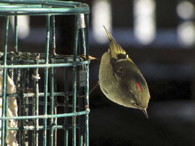 A Ruby-crowned Kinglet pauses for a snack.