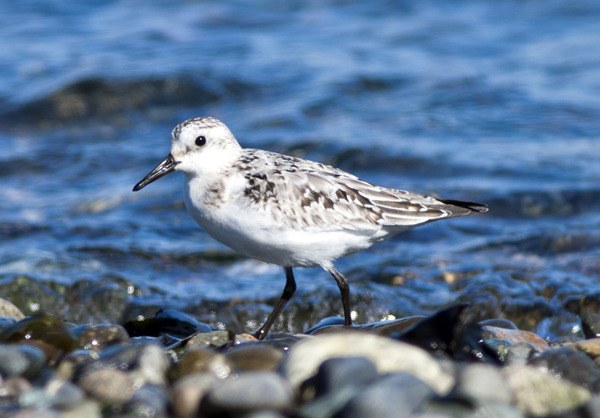 Sanderlings are among the many species of birds you can see at Point No Point and other bird-watching sites in Kitsap County.