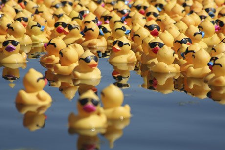 The Great Kitsap Duck Race is Sunday