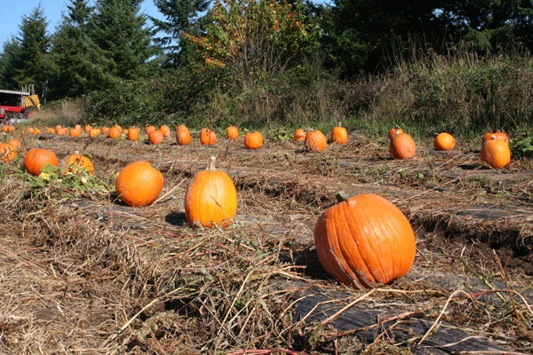 Pumpkins are available now at several area pumpkin patches.