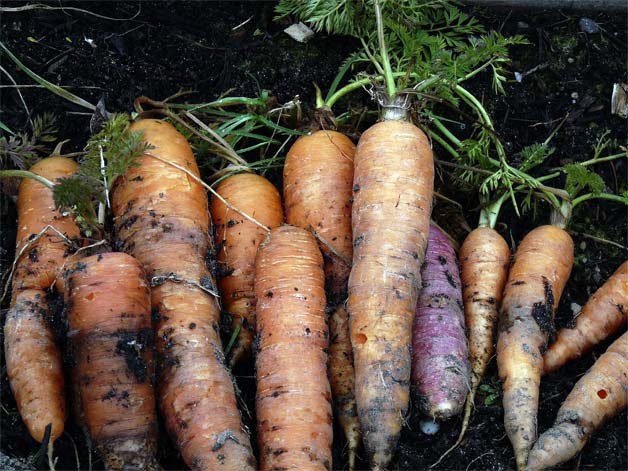 Unearthing your food