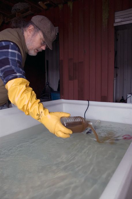 NOAA research biologist David Baldwin mixes lead