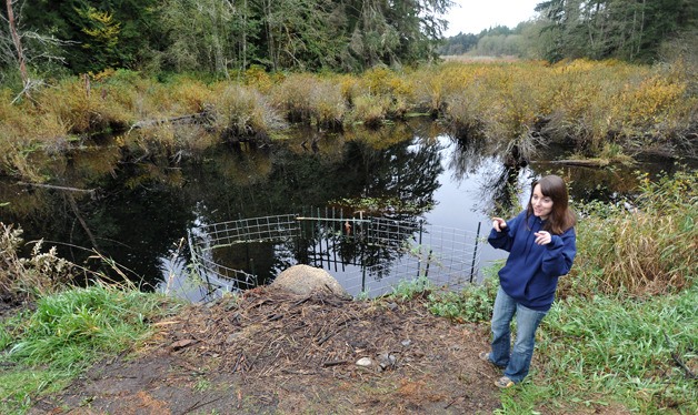 Port Gamble S'Klallam Tribe biologist Jessica Coyle explains the new beaver fence on 288th Street.