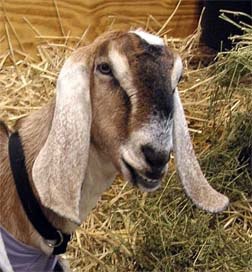 A typical Nubian goat produces 200 gallons of milk a year.