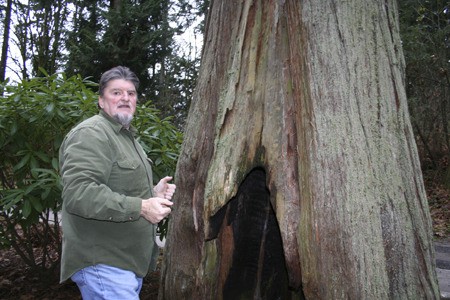 Jim Trainer points out a “culturally modified” cedar tree in Illahee State Park. Part of the trunk was stripped by Native Americans to make a plank and the base was hollowed to cook clams.