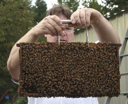 George Purkett lifts a frame of a bee hive to search for the colony’s queen bee Tuesday