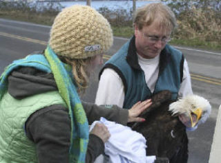A bald eagle found injured on Beach Drive last February — seen here being held by Michael Pratt of West Sound Wildlife Shelter — was released to the same area earlier this  summer.
