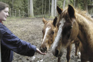 Kitsap Humane Society volunteer Destinie Beninger gives treats to two of the seven horses currently housed at the animal shelter. The nine horses — two are receiving specialized care elsewhere — were seized from a South Kitsap man in January and are currently up for adoption.