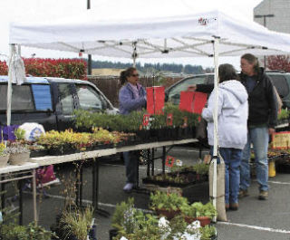 Donna White with Morgan Farms sells tomatoes at the Peninsula Farmers Market Tuesday in the Silverdale Beach Hotel parking lot.