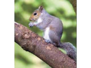 Teething squirrel probable culprit of Monday morning Poulsbo blackout