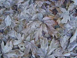 Emill Heinzes Frosty Leaves won best in category for Nature.