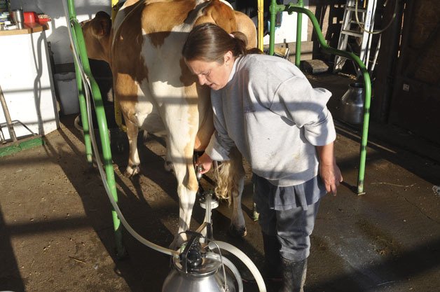 Karen Olson of Blackjack Valley Farms checks a milking machine connected to  Mrs. Piggy