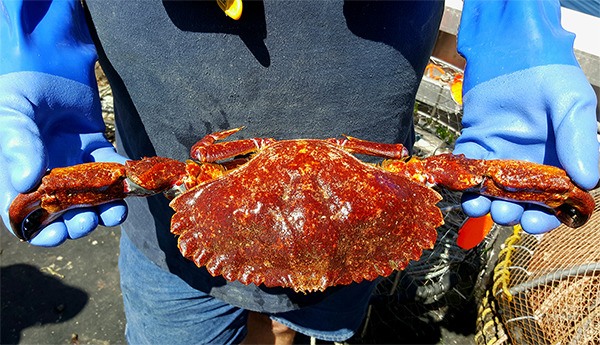 Fish and Wildlife biologist Don Rothaus holds a red rock crab measuring 7.68 inches across the shell