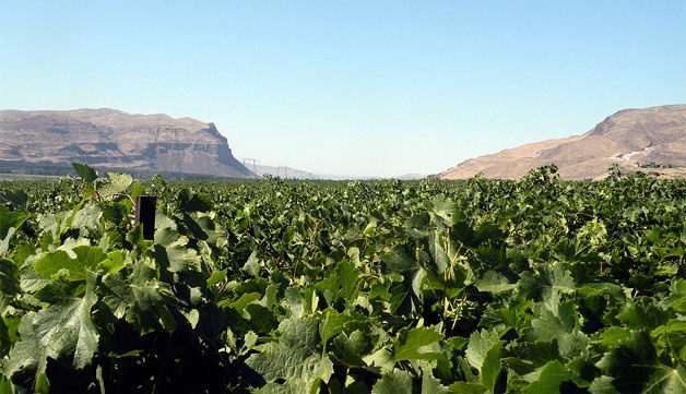 Wahluke Slope offers a wealth of Northwest wine grapes.
