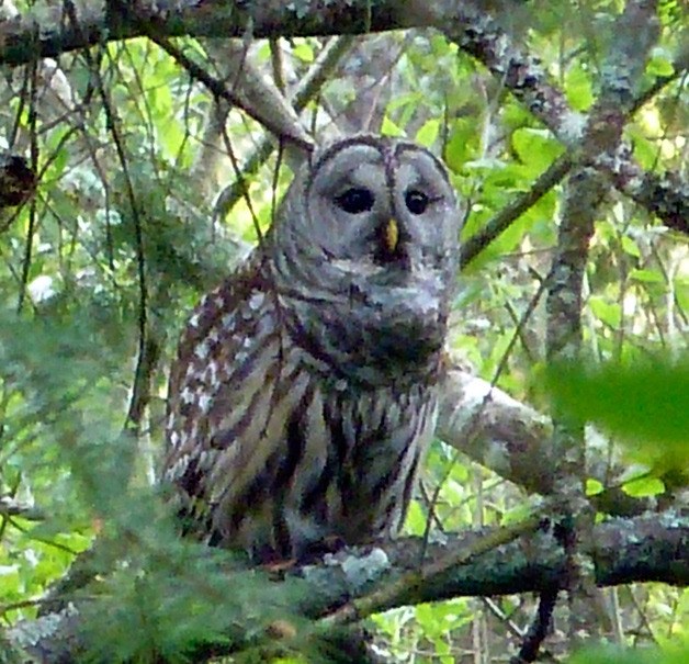 A barred owl photograph taken locally by photographer Joe Oleyar.
