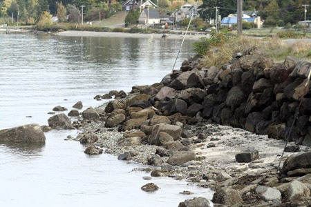 A report prepared by a Bainbridge Island researcher asserts shoreline enhancements like bulkheads have little or no impact on the resulting ecosystems.