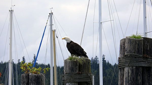 Poulsbo Port Commissioner Stephen L. Swann photographed this eagle on the marina's breakwater