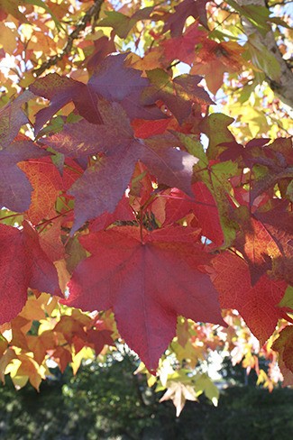 Colorful fall leaves brighten Kitsap County this fall. Weather experts say this is a particularly good year for brilliant color.