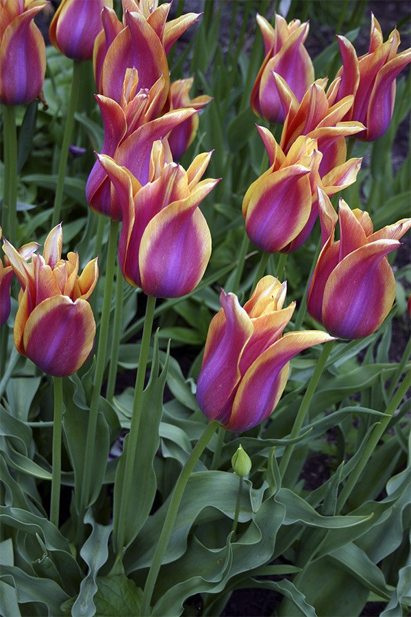 Centuries of breeding tulip varieties bring an outstanding range of colors to choose from along with an array of bloom time spanning late winter to late spring.