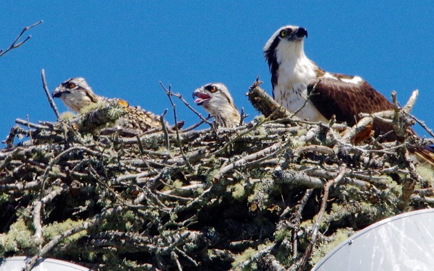 An osprey mother watches over her chicks in a nest atop a light tower at Poulsbo’s Strawberry Field.