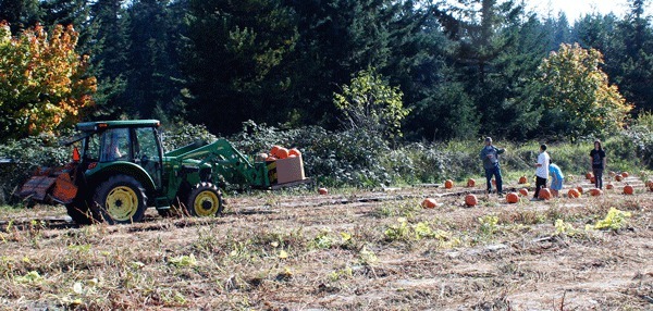 Visitors to the Pheasant Fields Farm search for the perfect pumpkin as an employee moves pumpkins with a front loader.