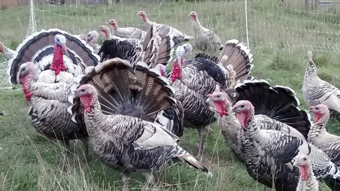 Turkey is native to America | Kitsap Birding