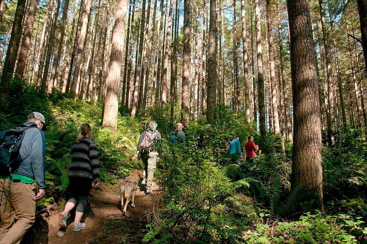 Hikers explore Secret Squirrel trail in the Port Gamble Forest, in April. Some 3,000 acres of the Port Gamble Forest are at risk of being sold and developed, causing the forest to become fragmented and limiting public access. Forterra / Courtesy