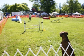 Man’s best friend ready to show furry pride