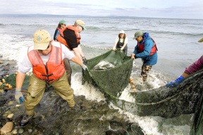 Beach seining clears waters