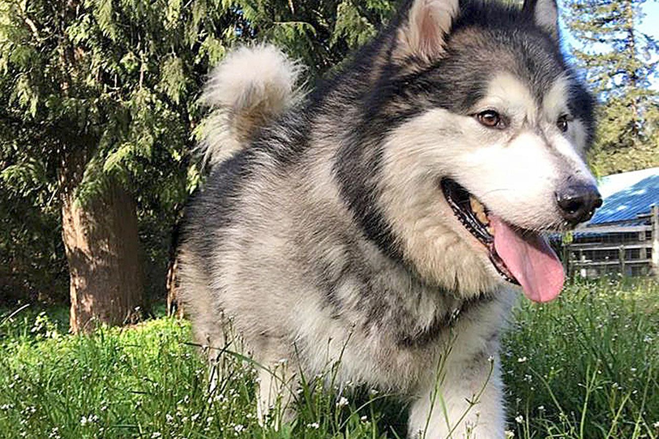 Camp Union Pet Lodge is like “puppy camp,” according to owner Stephanie McPherson. The lodge offers boarding, grooming and daycare for all kinds of pets.                                Courtesy of Stephanie McPherson