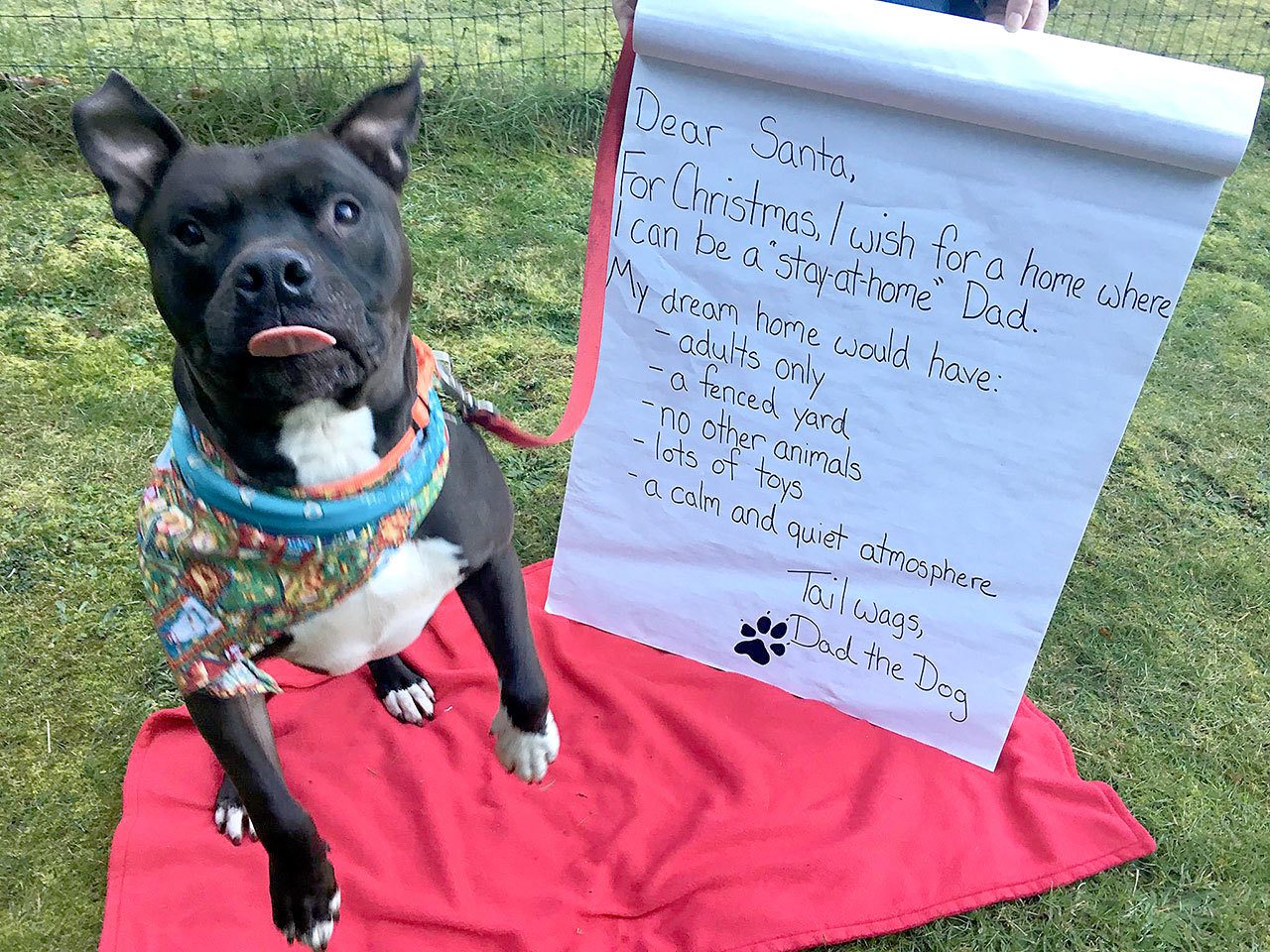 Dad the Dog finally gets his forever home