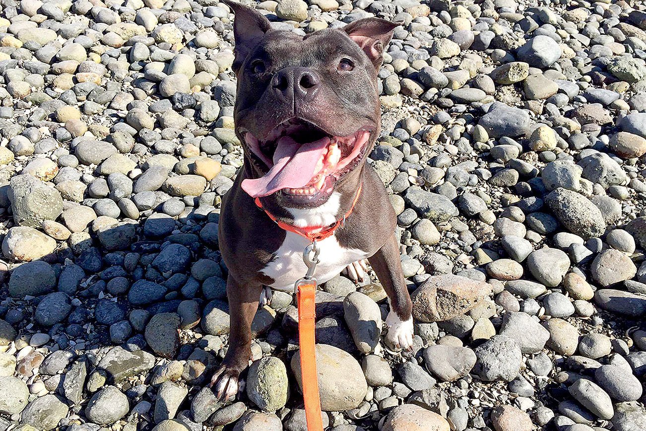 Dad the Dog finally gets his forever home