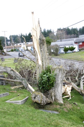 Little Norway moves on after windstorm