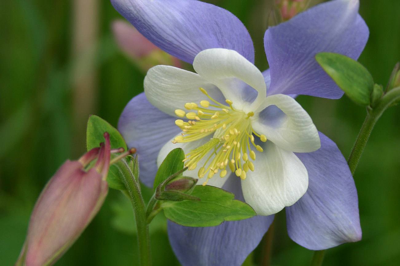 The stories Aquilegias could tell