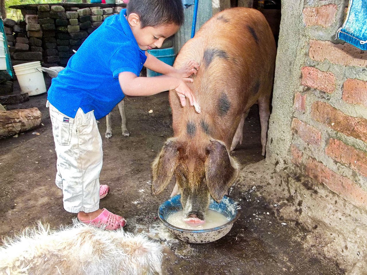 A child pets a pig while it eats, in this image from the Ometepe children’s photography project.                                Courtesy / Bainbridge Ometepe Sister Island Association