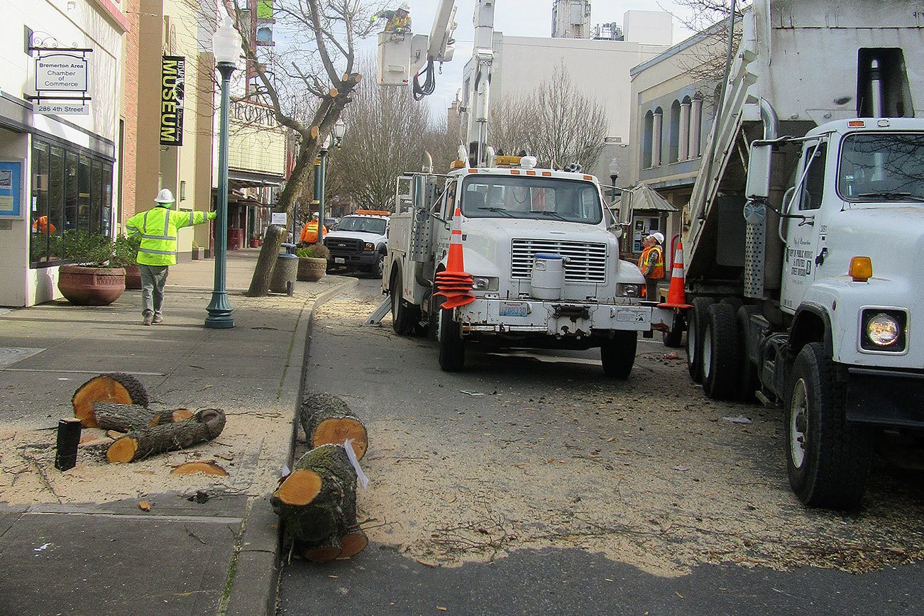 Disputed trees in downtown Bremerton came down on Valentine’s Day