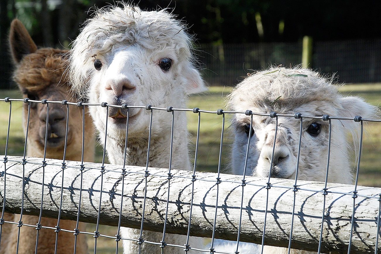 Being adorable is an asset on the farm